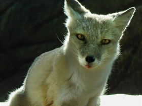 Фото Корсак