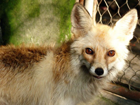 Смотреть фото Лисица Фото Лисица