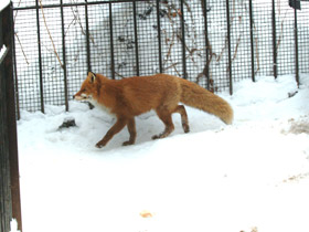 Смотреть фото Лисица Фото Лисица