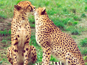 Гепард Гепард