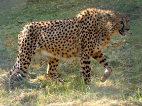 Смотреть фото Самые непохожие Фото Самые непохожие