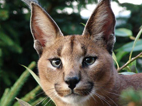 Фото Каракал