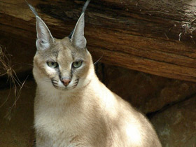 Фото Каракал