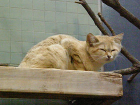 Смотреть фото Барханный кот Фото Барханный кот