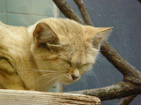 Смотреть фото Барханный кот Фото Барханный кот