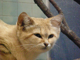 Смотреть фото Барханный кот Фото Барханный кот