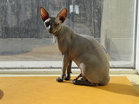 Смотреть фото 10 удивительных фактов о кошках Фото 10 удивительных фактов о кошках