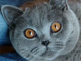 Смотреть фото Домашняя кошка Фото Домашняя кошка