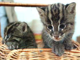 Домашняя кошка Домашняя кошка