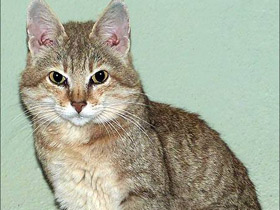 Фото Лесной кот