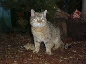 Фото Лесной кот