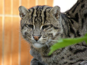 Смотреть фото Кот-рыболов Фото Кот-рыболов