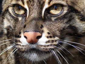 Кот-рыболов Кот-рыболов