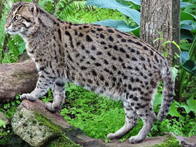 Кот-рыболов Кот-рыболов