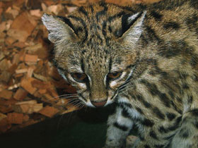 Смотреть фото Онцилла Фото Онцилла