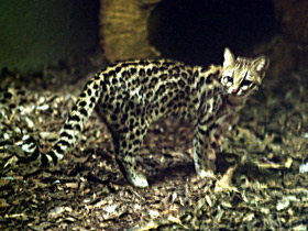 Смотреть фото Онцилла Фото Онцилла