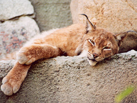 Смотреть фото Европейская рысь Фото Европейская рысь