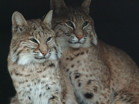 Европейская рысь Европейская рысь