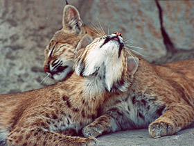 Европейская рысь Европейская рысь