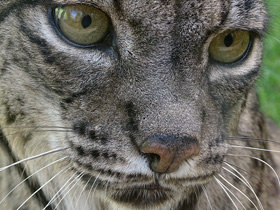 Смотреть фото Пиренейская рысь Фото Пиренейская рысь