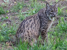 Смотреть фото Пиренейская рысь Фото Пиренейская рысь