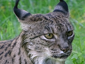 Смотреть фото Пиренейская рысь Фото Пиренейская рысь