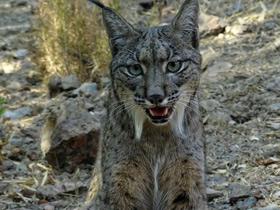 Смотреть фото Пиренейская рысь Фото Пиренейская рысь