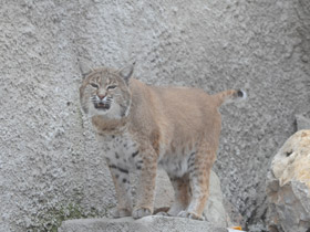 Фото Рыжая рысь