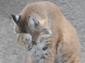 Фото Рыжая рысь