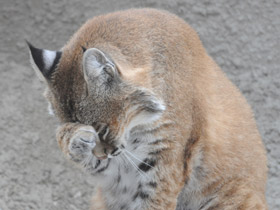 Фото Рыжая рысь