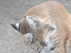 Фото Рыжая рысь