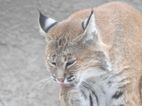 Фото Рыжая рысь