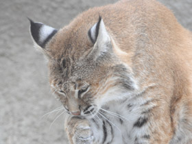 Фото Рыжая рысь