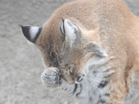 Фото Рыжая рысь