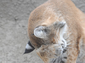 Фото Рыжая рысь