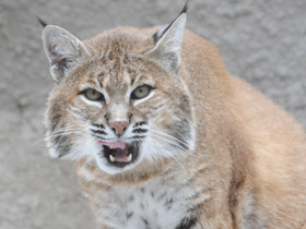 Фото Рыжая рысь