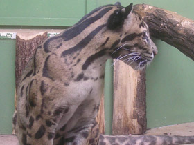 Смотреть фото Дымчатый леопард Фото Дымчатый леопард