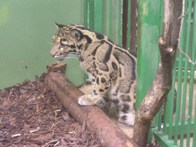 Смотреть фото Дымчатый леопард Фото Дымчатый леопард