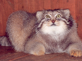 Манул Манул