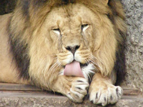 Смотреть фото Лев Фото Лев