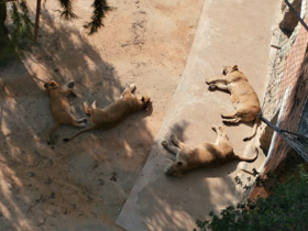 Смотреть фото Лев Фото Лев