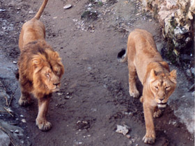 Азиатский лев Азиатский лев