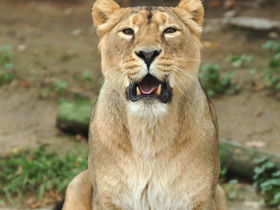 Азиатский лев Азиатский лев