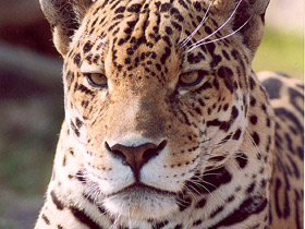 Ягуар Ягуар