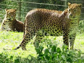 Смотреть фото Леопард Фото Леопард
