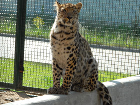 Смотреть фото Леопард Фото Леопард