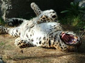 Смотреть фото Леопард Фото Леопард