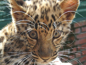 Смотреть фото Леопард Фото Леопард