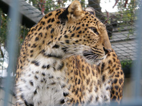 Смотреть фото Леопард Фото Леопард