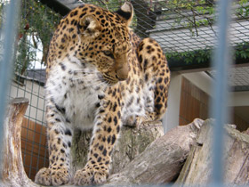 Смотреть фото Леопард Фото Леопард
